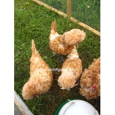 CHAMOIS POLAND BANTAM EGGS